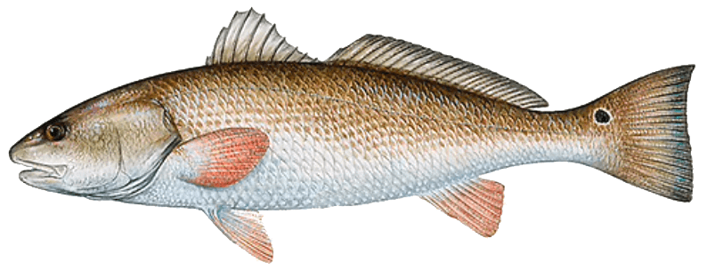 Download Fishing Charter Species We Target - InshoreFishingGuide.com